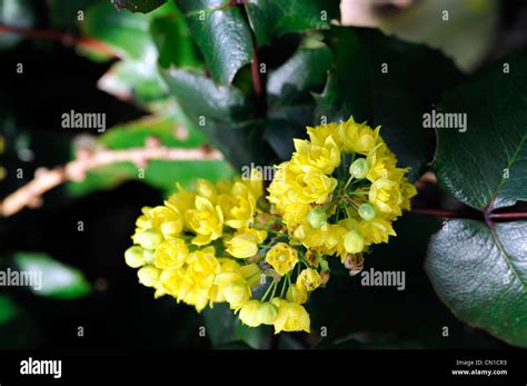 Mahonia Aquifolium Undulata Nanum Spring Yellow Flowers Closeup Scented