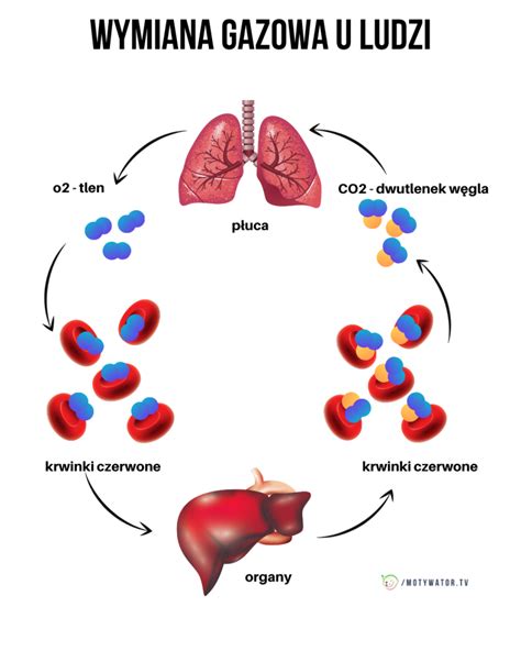 Płuca co może wpłynąć na pogorszenie oddychania Najczęstsze choroby