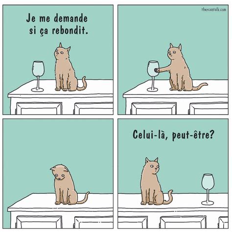 Blague Du Chat Cat Cat