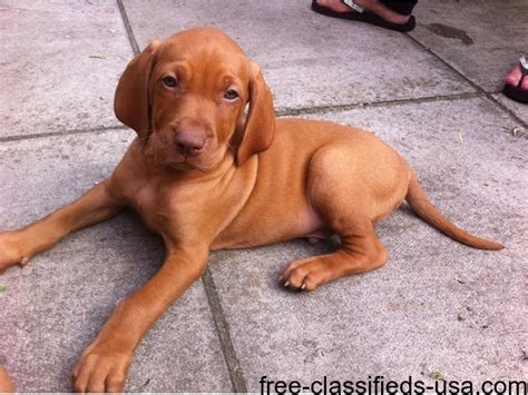 Puppyfinder.com is your source for finding an ideal vizsla puppy for sale in usa. Hungarian Vizsla Puppies For Sale - Animals - Alma ...