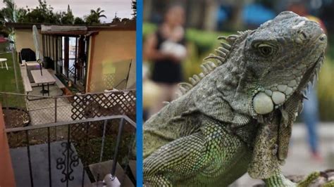 Iguana Wearing Red Bandana Attacks Neighbor In Florida