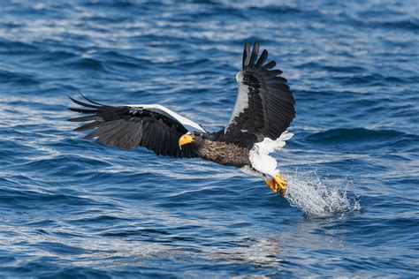 Stellers Sea Eagle Catches A Fish Bird Photography Prints