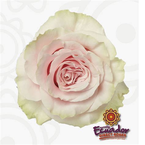 Ecuador Direct Roses Pink Mondial Rose