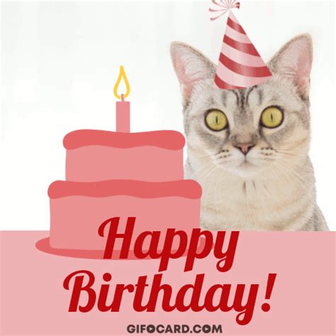 Happy Birthday From The Cat  Cat Meme Stock Pictures And Photos