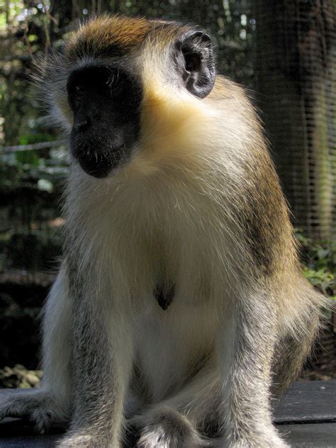 Filegreen Monkey In Barbados 08 Wikimedia Commons