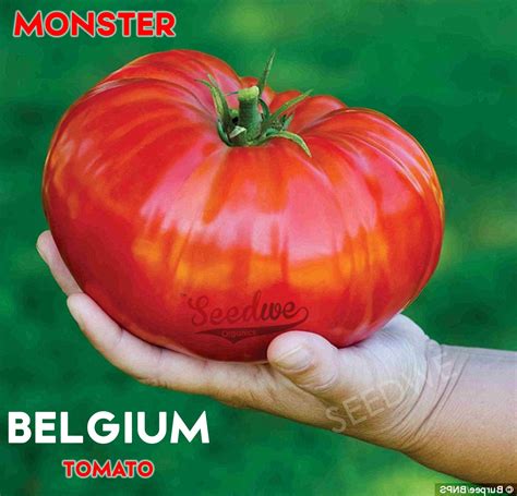 300 Seeds Belgium Monster Tomato Seeds Rare Fruit Giant Etsy Australia