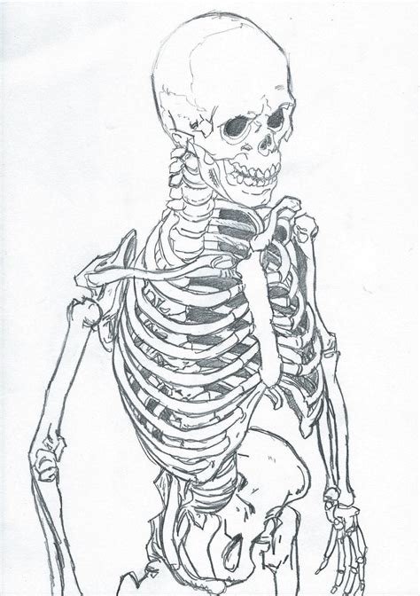 whole skeleton picture sketch drawing coloring page wecoloringpage com sexiz pix