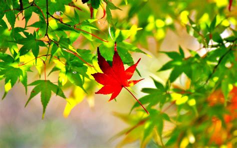Maple Wallpapers Wallpaper Cave