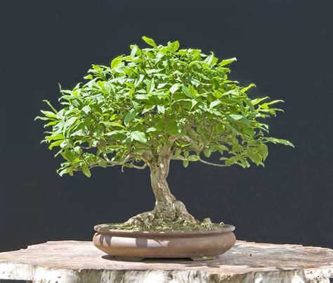 Walter Pall Bonsai Adventures Two Euonymus And One Ash
