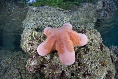 17 Bizarre And Beautiful Starfish Species Starfish Species Starfish