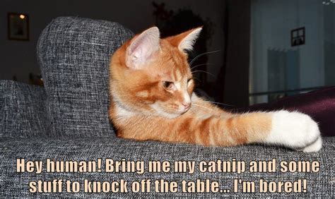 Im Bored Lolcats Lol Cat Memes Funny Cats Funny Cat