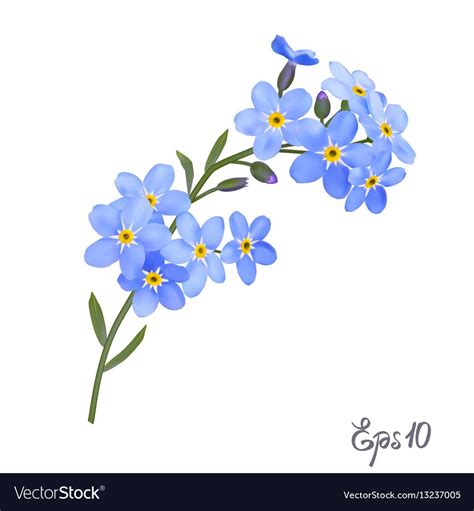 Branch Of Blue Forget Me Not Flowers Isolated On White Background Close