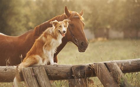 Horses And Dogs Wallpapers Wallpaper Cave