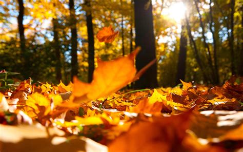 Hd Autumn Falling Leaves Ground Wallpaper Download Free 144711