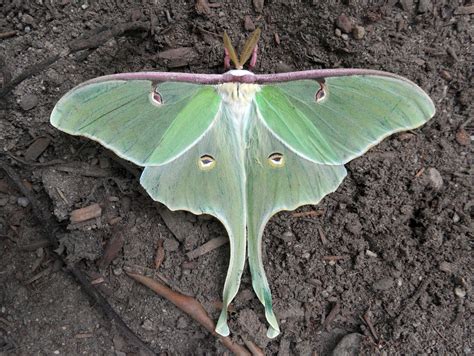 North American Luna Moth Maine Mountains And Coast · Inaturalist