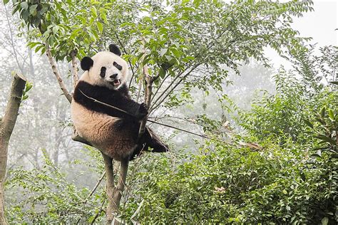 The Population Of Giant Pandas Important Facts And Figures Worldatlas