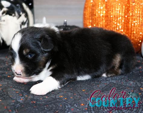 riot s black tri male color country aussies