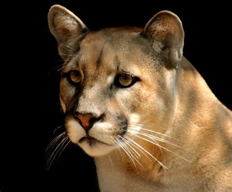 Cougar Also Known As Puma Or Mountain Lion Feline Facts And Information