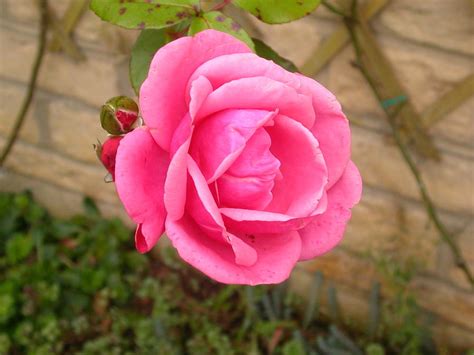 Pink English Rose Photograph By Jennifer Petty