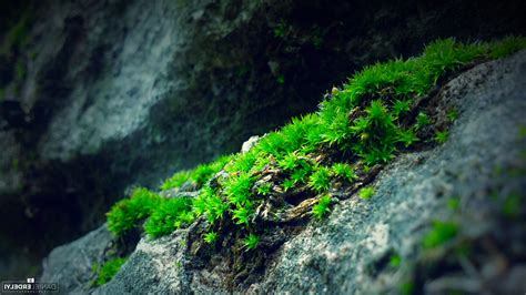 Check out this fantastic collection of green wallpapers, with 44 green background images for your desktop, phone or tablet. nature, Moss, Photography, Green, Blue, Rock Wallpapers HD ...