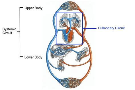 Circulatory System: Pulmonary and Systemic Circuits