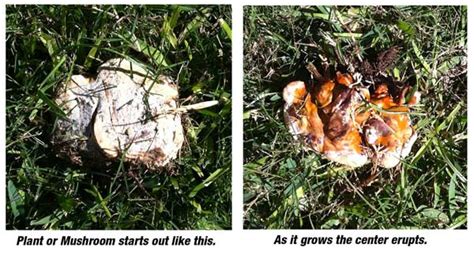 Mushroom fungi break down organic materials then convert it into essential nutrients for your backyard plants. Question and Answer - December 2012 - Neil Sperry's GARDENS