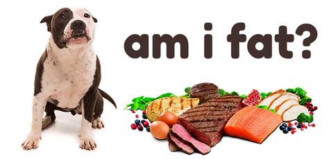 Pit bull health problems & how looking for good ingredients helps. Best Dog Food for Pitbull Puppies to Gain Weight and Muscle - November 1, 2020