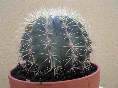 To obtain the best results in its growth, provide. Trees Planet: Ferocactus glaucescens - Blue Barrel Cactus