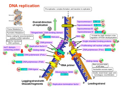 DNA Replication