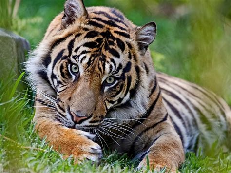 How Much Tigers Weigh And Other Interesting Striped Cat Facts