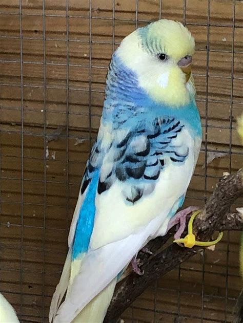 Everything You Need To Know About Male Parakeets In 2023 Bird Lover