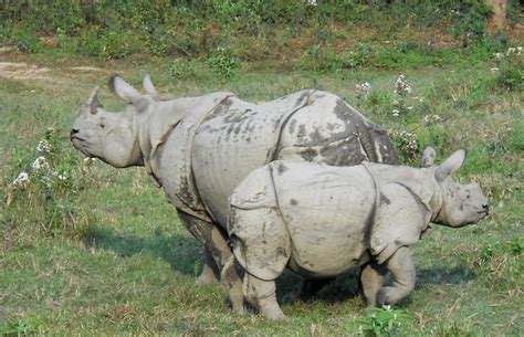 Could Synthetic Rhino Horns Help Save The Rhino