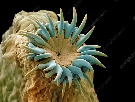 Dog Tapeworm Head Sem Stock Image Z1650066 Science Photo Library