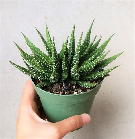 It is important to get the light right for this plant. Haworthia Zebra Plant in 2020 | Zebra plant, Succulents ...