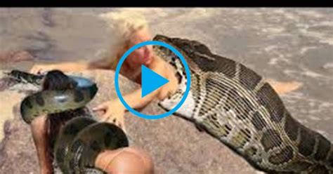 Giant Anaconda Attacks Worlds Biggest Python Snake Most Amazing