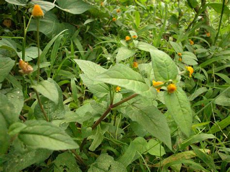 Secara tradisinya, ia dianggap berkesan untuk merawat semua penyakit. Gynura divaricata | Herba Semulajadi Malaysia