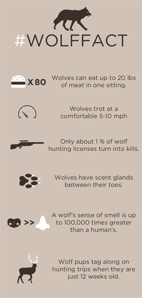 6 Easy Facts About Wolves Amazing Wtf Facts