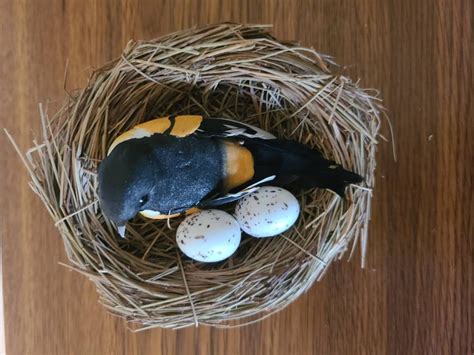 Natural Oriole Birds Nest With 2 Eggs Etsy