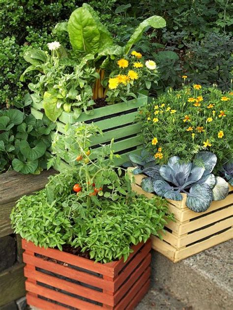 Growing Vegetables On The Balcony Or Terrace My Desired Home