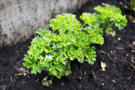 Parsley: History, Nutrition Facts, Health Benefits, Side Effects, and Fun Facts
