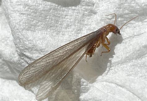 7 Bugs That Look Like Flying Termites Termite Impostors That You Can T