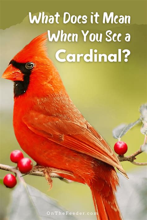 The Ultimate Guide To Cardinal Meaning And Symbolism On The Feeder