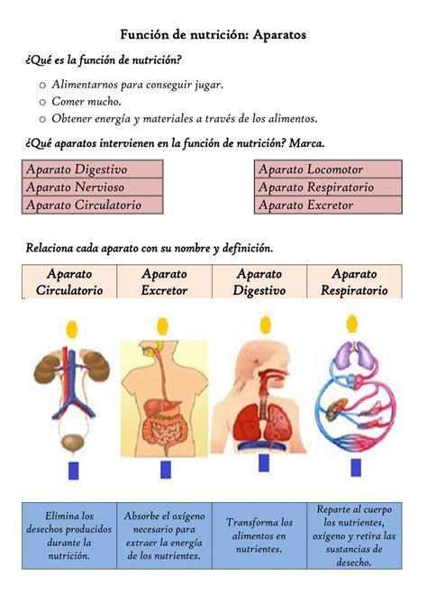 Ficha Online De La Función De Nutrición Para Cuarto De Primaria Puedes