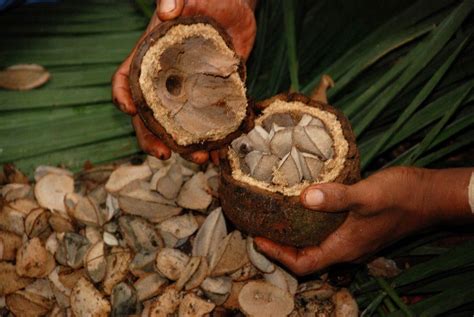 What Habitat Do Brazil Nut Tree Live In Mast Producing Trees