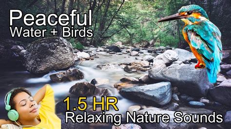 30 Mins Relaxing With Nature Sounds Water Sounds Bird Song To Help You