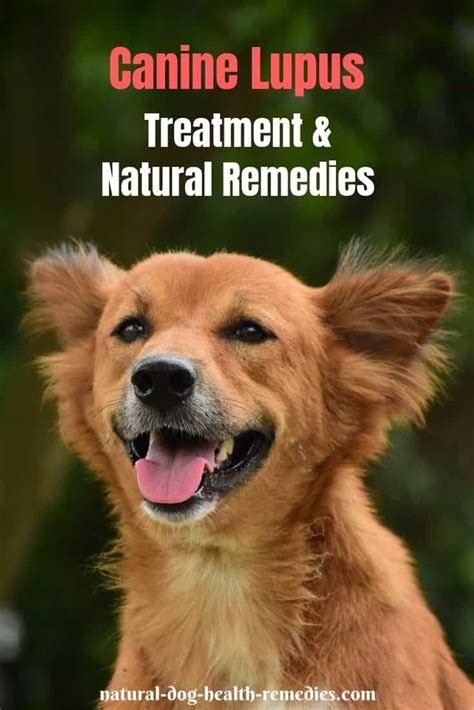 Canine Lupus Natural Remedies Lupus In Dogs Dog Health Problems