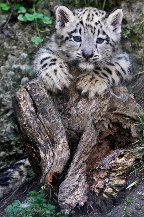 Cute Snow Leopard Cub Natures Treasures Pinterest