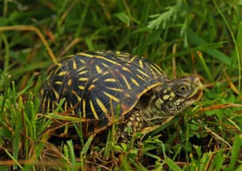 Ornate Box Turtle Facts And Care Tips Box Turtle Site