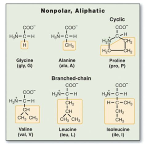 Ch 6 Biochem Amino Acids And Proteins Flashcards Quizlet