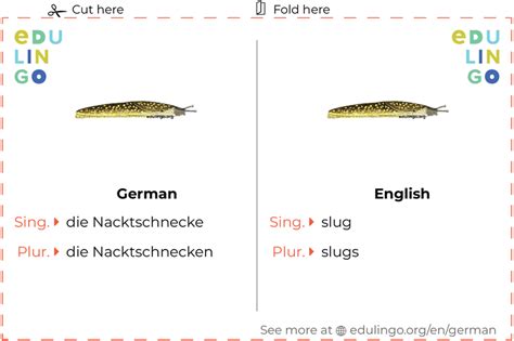 Slug In German • Writing And Pronunciation With Pictures